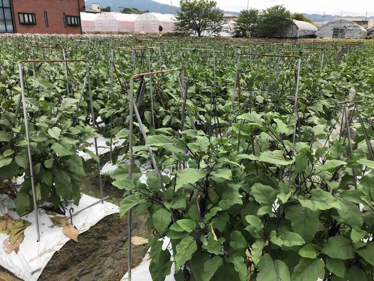 海老芋 露地栽培のナスの状況 乾農園 大阪 富田林で四代続く河内伝統農家のブログ