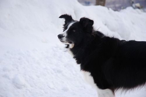 犬連れ北海道旅 Vol 009 洞爺湖のほとりで雪遊び Willieといっしょ 犬連れ北海道旅 Vol 009 洞爺湖のほとりで雪遊び Willieといっしょ