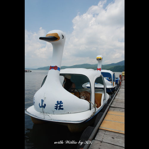 山中湖でスワンボートに乗ったよ Willieといっしょ