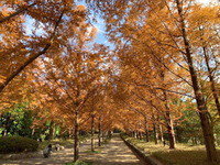 2502六甲山森林植物園