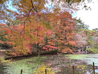 2503六甲山森林植物園