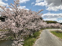 2304神戸市北区の桜