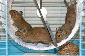 ラットレース001