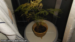 m_r_26(自分の部屋の写真_苔玉
