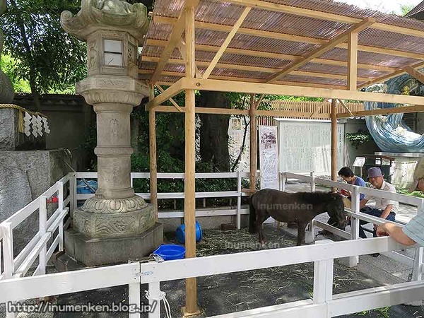 n_st_136(秋葉原の神社「神田明神」馬小屋