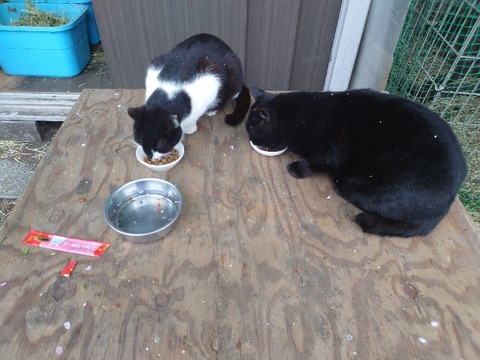 20230421_170433_copy_800x600