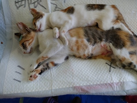 20220725_150410_copy_800x600