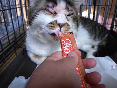 20260212_113110_copy_800x600