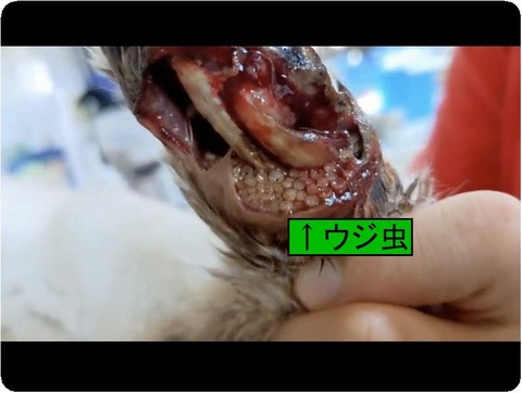 Screenshot_20230609-203530_copy_1080x809