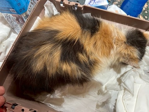 1768778187574_copy_738x554