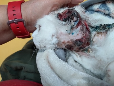 20260212_092410_copy_800x600