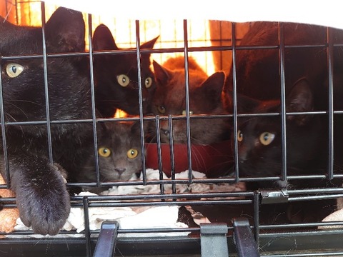 DSC_0295_copy_800x600