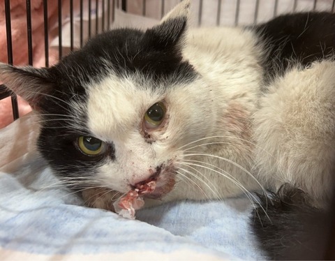 1769508268579_copy_800x623