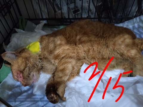 20260215_185643_copy_800x600~2