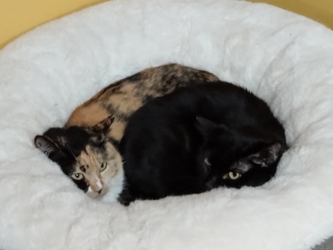 20260304_093107_copy_800x600