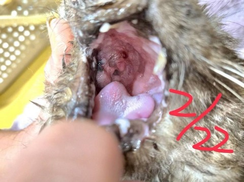 1771827438599_copy_800x599