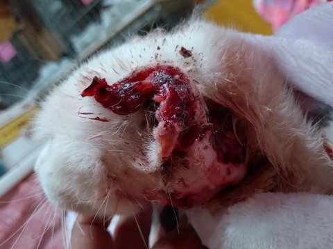 20260211_094517_copy_800x599