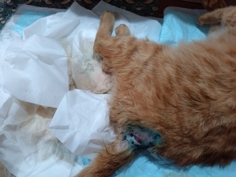 20260129_200337_copy_800x600