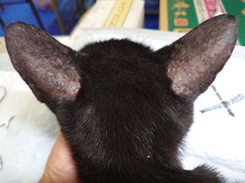 DSC_0581_copy_800x600