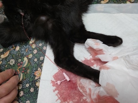 20250924_210927_copy_800x600