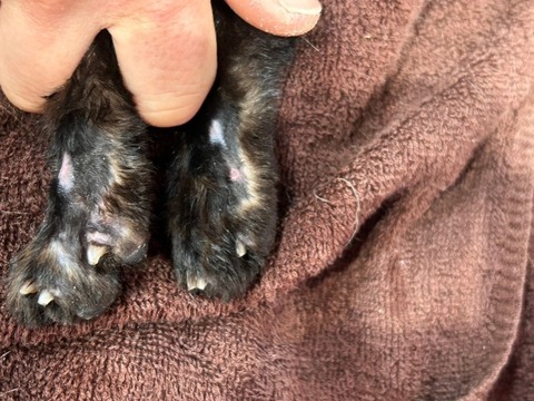 1739796355306_copy_738x554