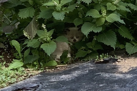 1599819525367_copy_886x590