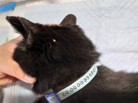 DSC_5675_copy_800x600