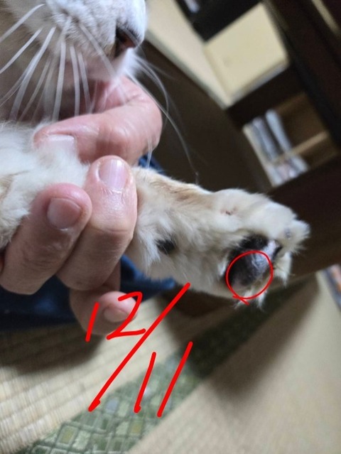 1765443929586~2_copy_554x738