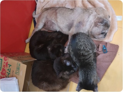 original_682227ac-ca32-45ba-86af-52ac2958bb74_20250123_100355