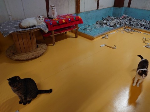 DSC_2697_copy_800x600