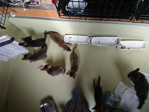 DSC_7085_copy_800x600