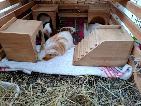 20240405_154642~2_copy_800x600