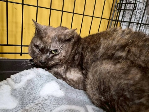 1771728223958_copy_800x600