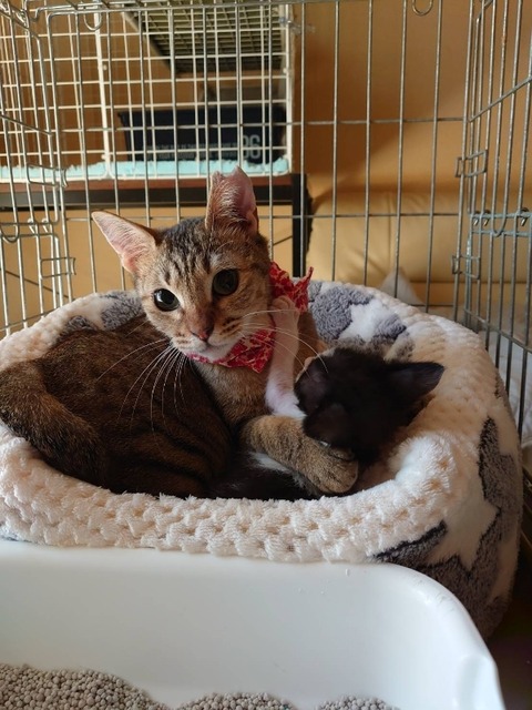 1613738783660_copy_600x800