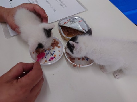 20230620_122110_copy_800x600