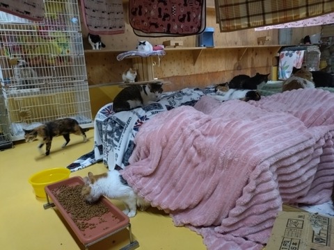 20260203_182326_copy_800x600