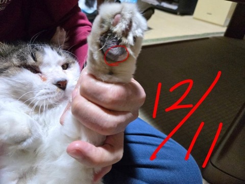 1765443929908~2_copy_738x554