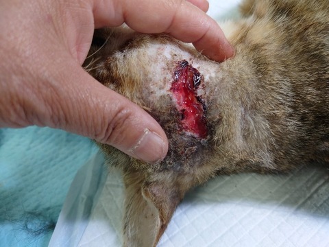 20220725_183133_copy_800x600