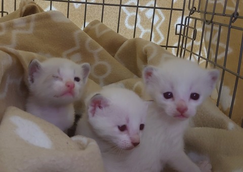 DSC_0594_copy_2602x1841_copy_800x566