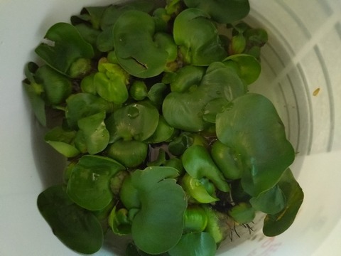 20240517_091501_copy_800x600