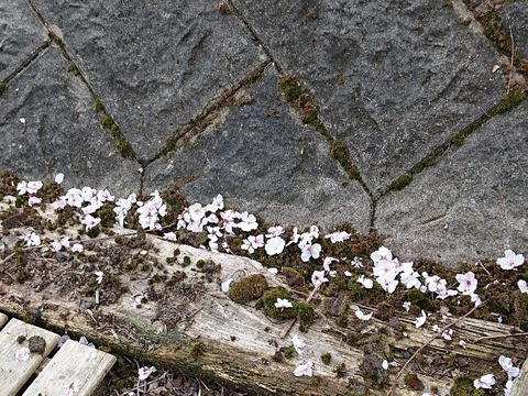 DSC_6376_copy_800x600