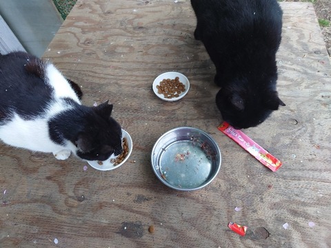 20230421_170617_copy_800x600