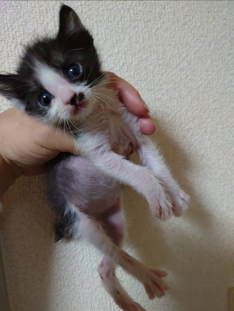 1613738805855_copy_600x795