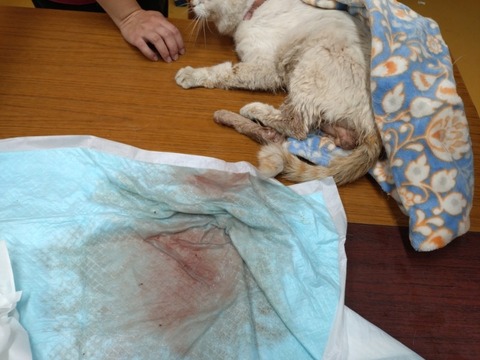 20250618_085426_copy_800x600