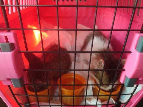 20221015_072009_copy_800x600