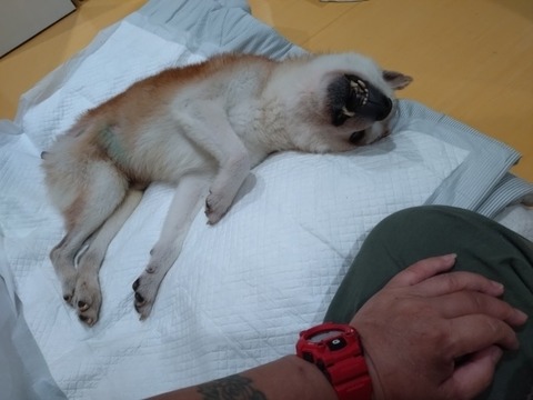 20251022_073625_copy_800x600