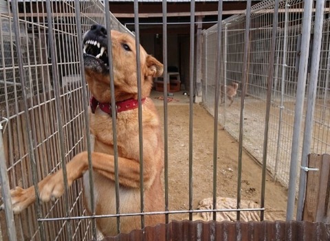 DSC_3529_copy_800x450_copy_800x584