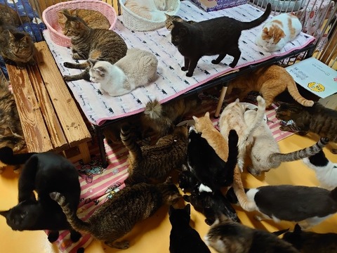 DSC_2694_copy_800x600