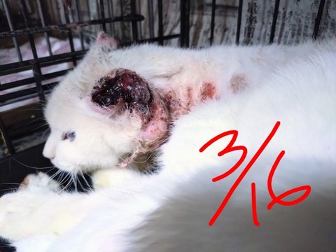 20260316_172527~3_copy_800x600