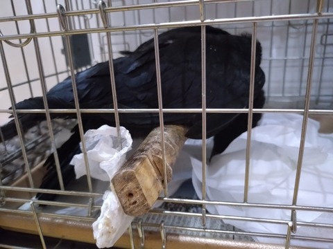 20250621_144507_copy_800x600